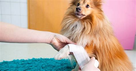 Is Neosporin Safe for Dogs? | PetGuide