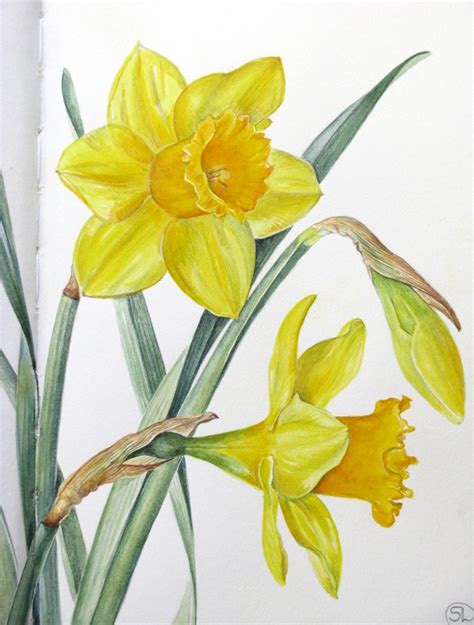 Botanical Sketches and Other Stories: Daffodil Days