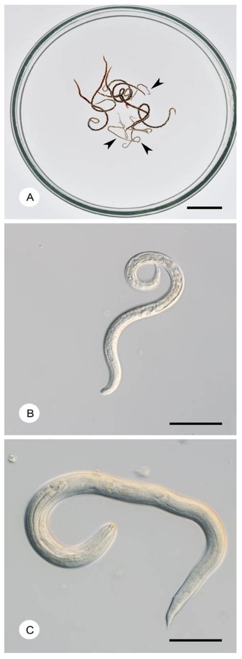 Pathogens | Free Full-Text | An Overview of Angiostrongylus cantonensis (Nematoda ...