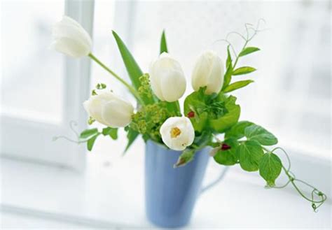 Tips for growing flowers indoors - RayaGarden