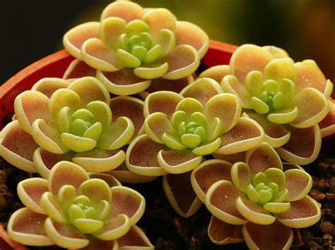 How to Grow and Care for Butterwort - World of Succulents