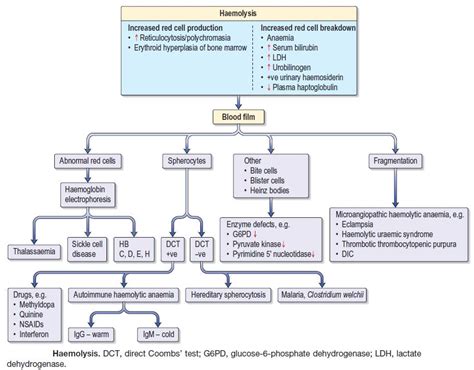 Anemia Diagnosis Algorithm