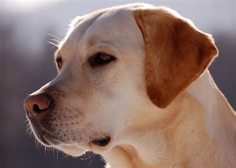 Labrador Retriever Amarillo | Origen, Características físicas y Salud