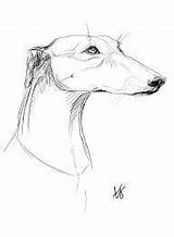 Greyhound Face Coloring Pages sketch template