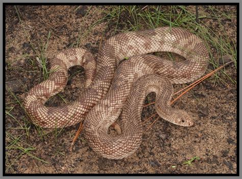 florida snakes identification pictures – types of snakes – Genertore2