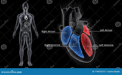 Heart Chambers Stock Illustrations – 424 Heart Chambers Stock Illustrations, Vectors & Clipart ...