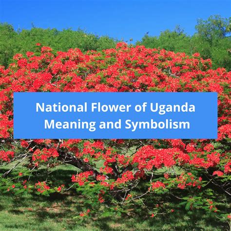 What is the national flower of Uganda, Meaning and Symbolism