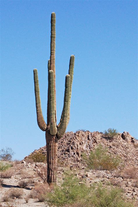 Saguaro cactus | Pics4Learning