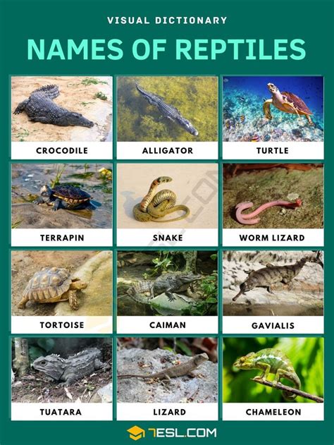 Names of Reptiles in English with Pictures • 7ESL | Reptiles, Pictures of reptiles, Japan picture