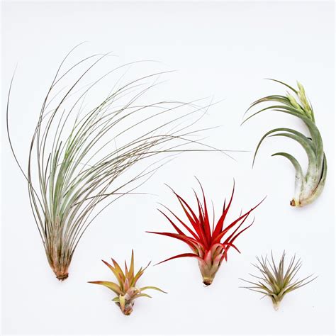 40 Stunning Photos Featuring Varieties and Types of Air Plants