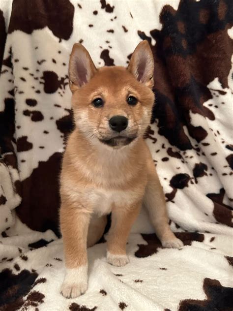 Shiba Inu puppies for Adoption | America's Pet Registry