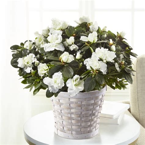 White Azalea Plant for delivery today | Terry's Florist