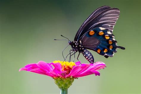 What Does a Purple Butterfly Mean? 11 Spiritual Meanings