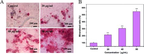 Defect-related luminescent nanostructured hydroxyapatite promotes mineralization through both ...