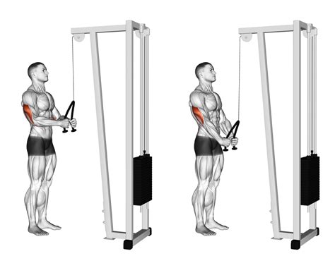 Cable Tricep Pushdown With Bands at Troy Robbins blog