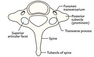 Cervical Vertebrae – Earth's Lab