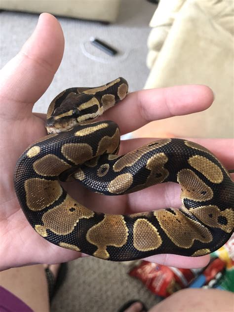 Pet smart has me interested in this morph - Ball Pythons - MorphMarket Reptile Community