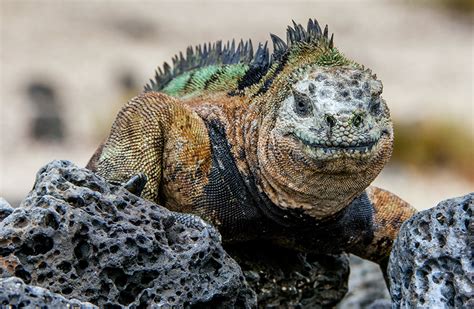 Endangered Reptiles - The Marine Iguana | Reptile Shows of New England