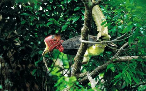 Burung Enggang Gading, Pelestari Hutan yang Haus Perhatian