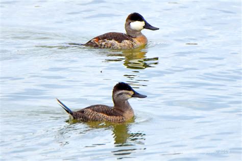 Ruddy Duck - Big Year Birding