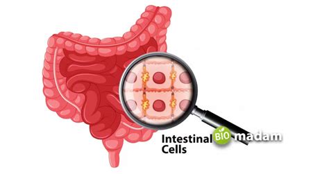 Function of Jejunum in Digestive System - biomadam