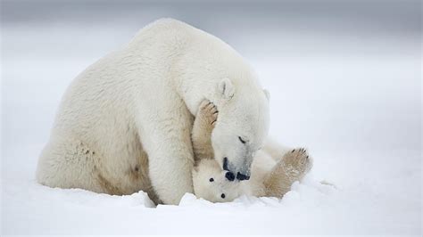 HD wallpaper: polar bear, family, mammal, arctic, cub, baby bear, snow ...