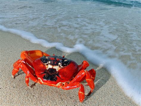 The strange ritual migration of 50 million red crabs on Christmas Island | LifeGate