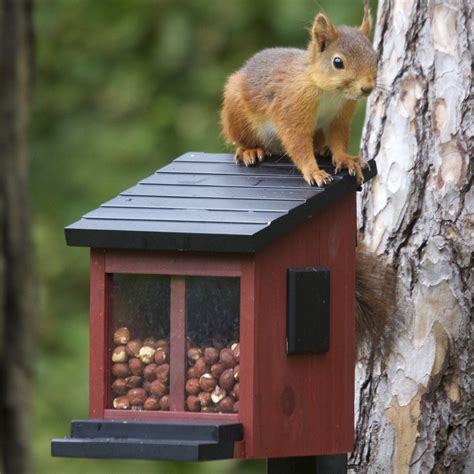 Squirrel Feeder | The Blue Door