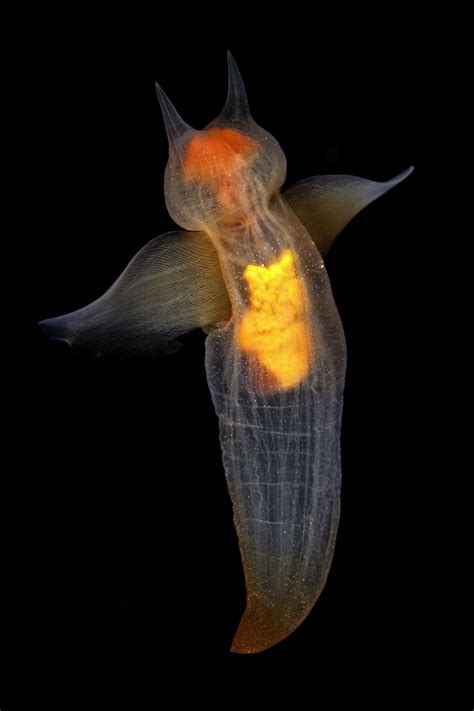 In pictures: Sea angels and other amazing undersea creatures | WIRED UK