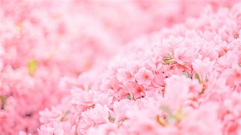 2560x1440 Pink Flowers Minimal 4k 1440P Resolution ,HD 4k Wallpapers ...