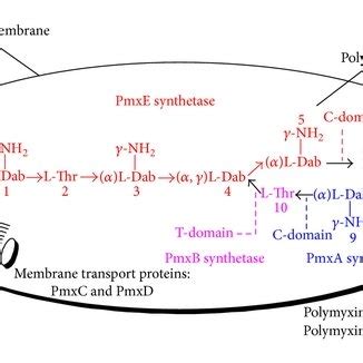 Representative polymyxin structure and its biosynthesis based on... | Download Scientific Diagram