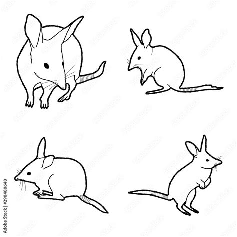 Bilby Animal Vector Illustration Hand Drawn Cartoon Art Stock Vector | Adobe Stock