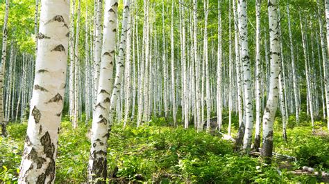 Birch Tree Care & Growing Tips | Horticulture.co.uk