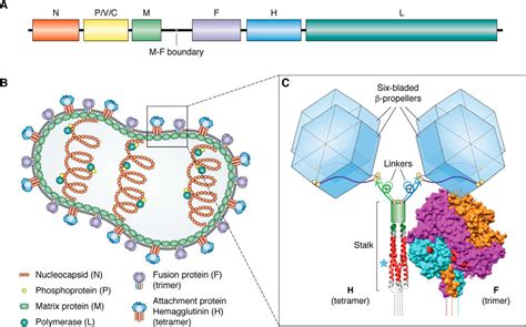 Receptor-mediated cell entry of paramyxoviruses: Mechanisms, and ...