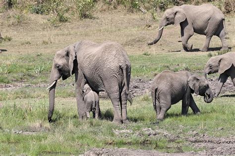 African Elephant Herd Photograph by Debbie Blackman - Fine Art America