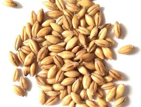 Wheat Seed - 99% Germination Rate Guaranteed