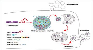 Selective sorting of microRNAs into exosomes | Exosome RNA