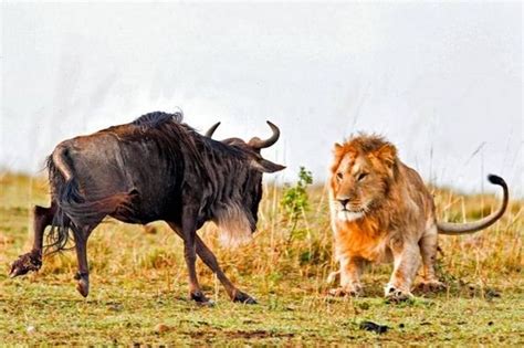 Lion Hunts A Wildebeast - Barnorama