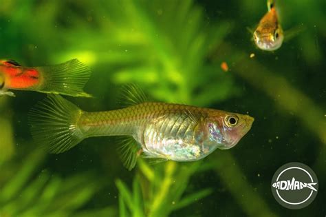 Pregnant Guppy: The ABC’s Of Looking After Them And Their Little Fry - Badman's Tropical Fish