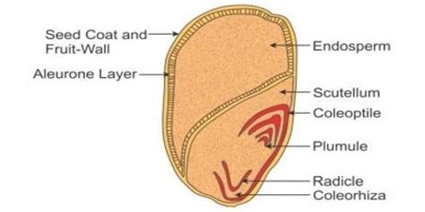 Structure of Monocotyledonous Seed - QS Study