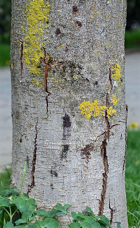 Horse Chestnut Tree Bark