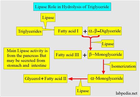 What Is The Difference Between Lipase And Amylase Activity - Infoupdate.org