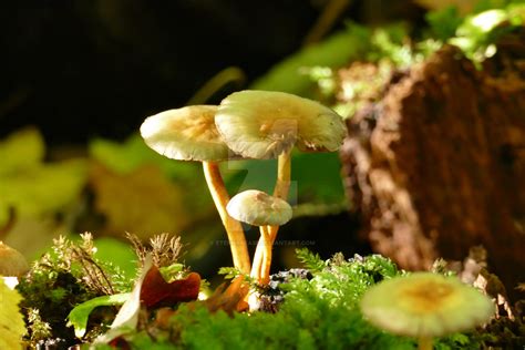 Hypholoma fasciculare mushrooms on moss. by Eternatease on DeviantArt