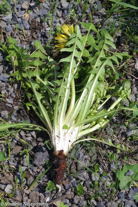 Taraxacum maculatum • FloraVeg.EU