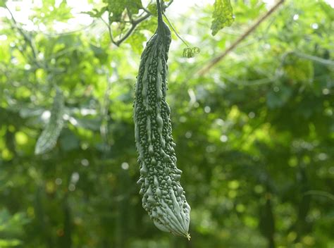 Gourd - Bitter melon seeds - Heirloom Seeds Canada