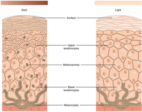 5.1 Layers of the Skin - Anatomy and Physiology | OpenStax