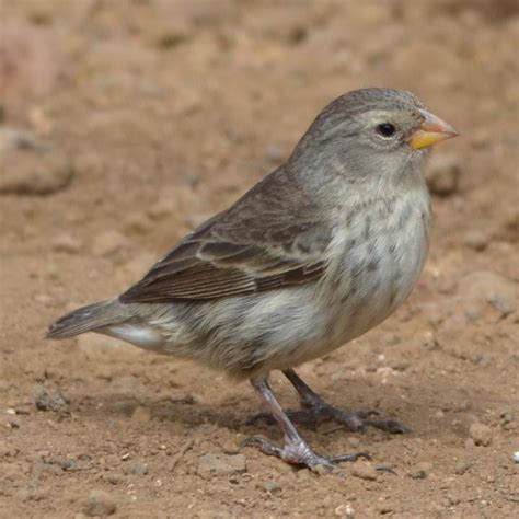 Photo - Small Ground Finch - Geospiza fuliginosa - Observation.org