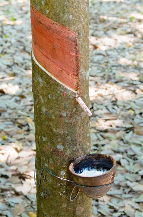 Rubber Tapping a Rubber Tree Stock Image - Image of hand, gardener: 30777365