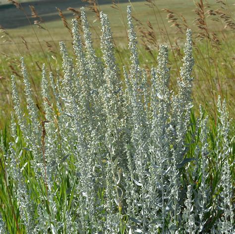 Pasture Sage Photograph by Ed Mosier