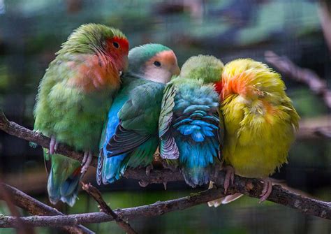 a group of birds on a branch Image - ID: 293225 - Image Abyss